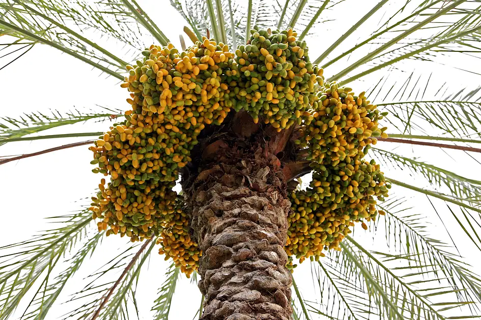 Fresh dates to be distributed across Dubai during harvest season