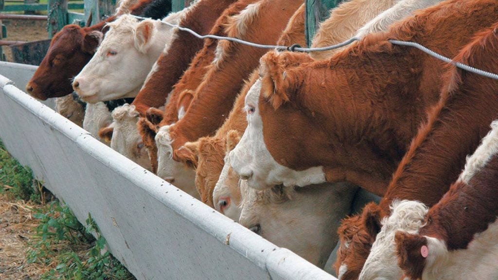 New EU law raise stakes for beef, leather from Brazil , says report