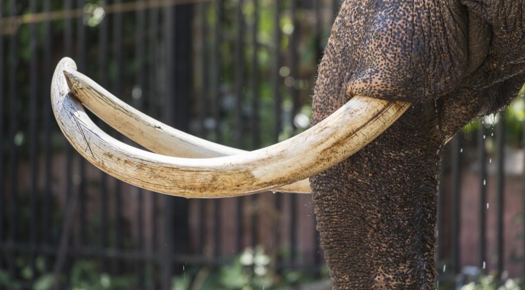 Over 5,800 items of ivory, crocodile leather handed in in one year