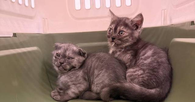 Hong Kong Customs Seizes Three Illegal Live Cats, Arrests Two Passengers at Control Point