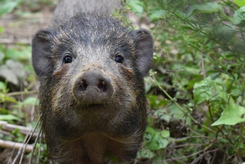 15 super-rare pygmy hogs released into Indian grasslands – the footage of them running free is adorable