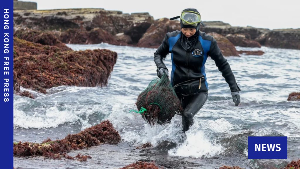 Taiwan’s ageing seaweed harvesters hope younger women wade in