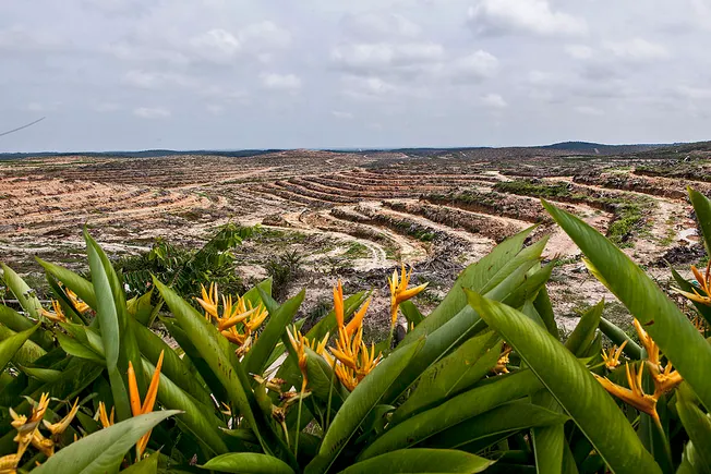 Google, McKinsey, Tencent invest in Indonesia carbon removal