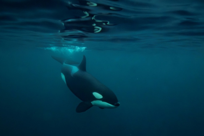 Bangkok Post – Killer whales blow fish to bits ‘for fun’, study finds