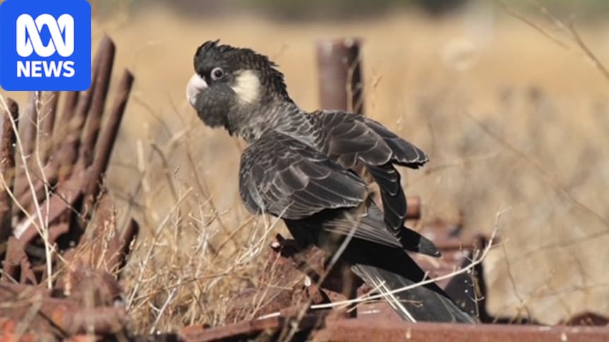 Researcher says pesticides could be harming Carnaby’s black cockatoos
