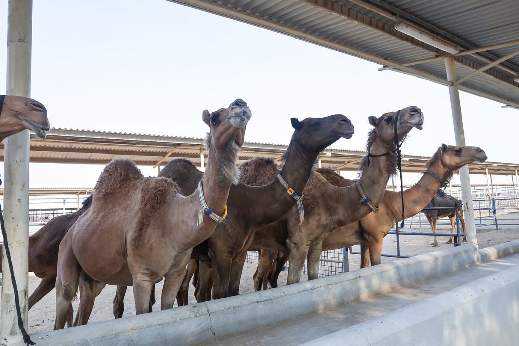 World’s Biggest Camel Farm in Dubai: Inside Camelicious, Camel Welfare, Milk Production and Visitor Experience