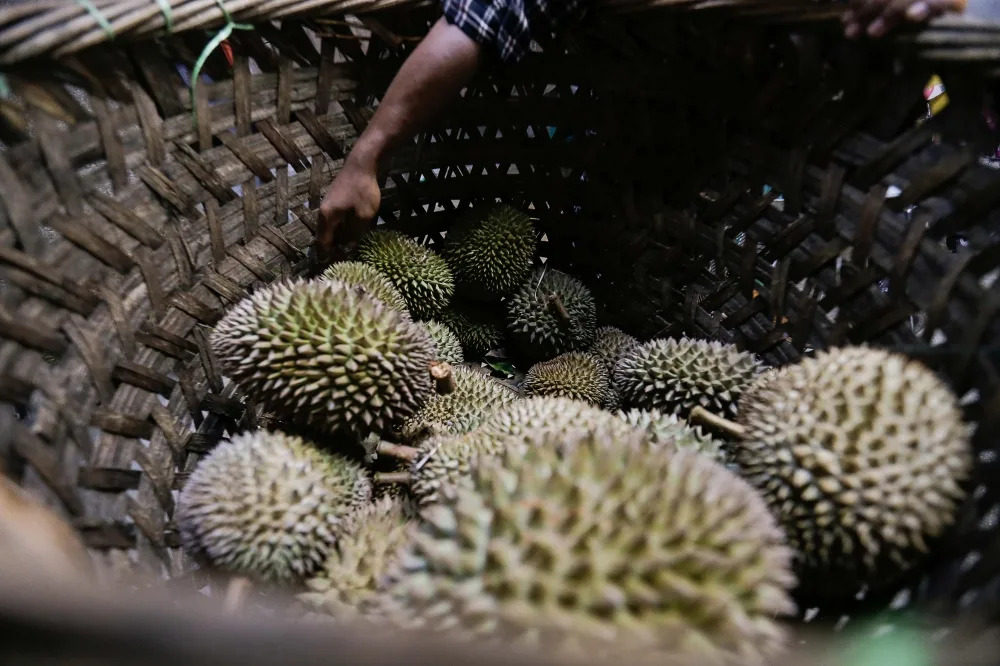 Malaysia’s durian growers face oversupply squeeze even as exports to China hit record highs