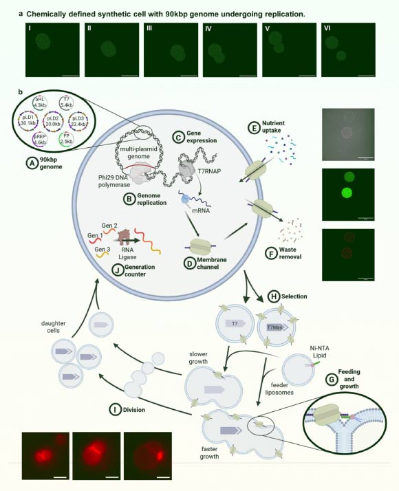 Biologists Build Synthetic Cell that Can Feed, Grow, Divide and Evolve