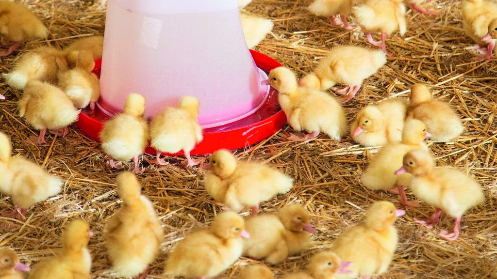 China pushes back against EU Beijing duck dumping probe