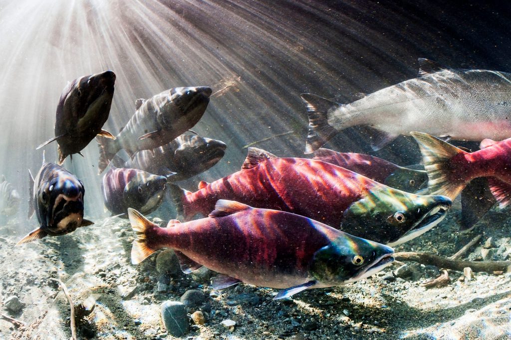 What is 6PPD? How a Tire Chemical Harms Salmon — and Possibly Your Health