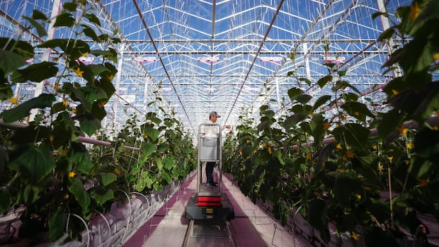 Canada could add billions to its economy by processing more food. Here’s what it’s trying