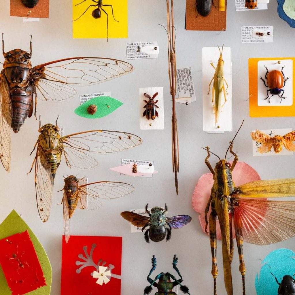 Meet Thailand’s creepy-crawlies at Insect Fest