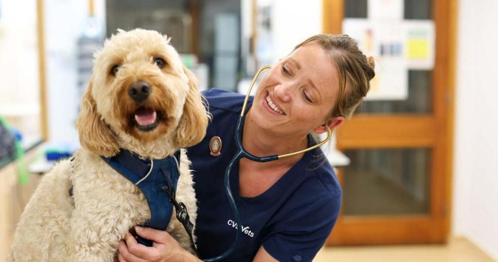 Scottish vet launches new pet plan with unlimited consultations