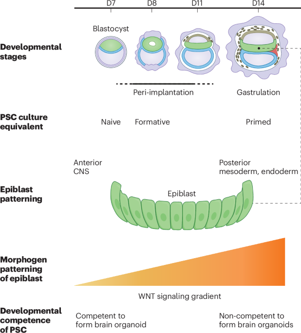 Restoring pluripotency to pluripotent stem cells