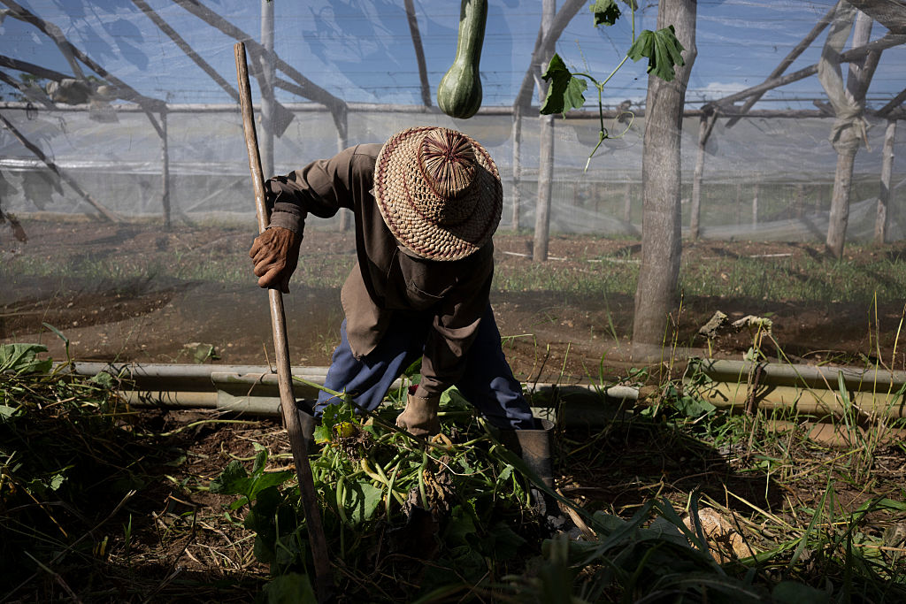 After Blocking Fuel, the US Turns to Cuba’s Food Supply