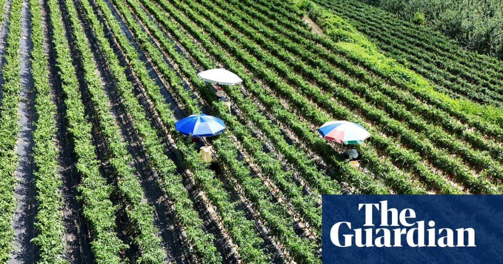 Potatoes ‘boil’ in the ground as record heatwave sweeps across swathes of Asia | Extreme weather