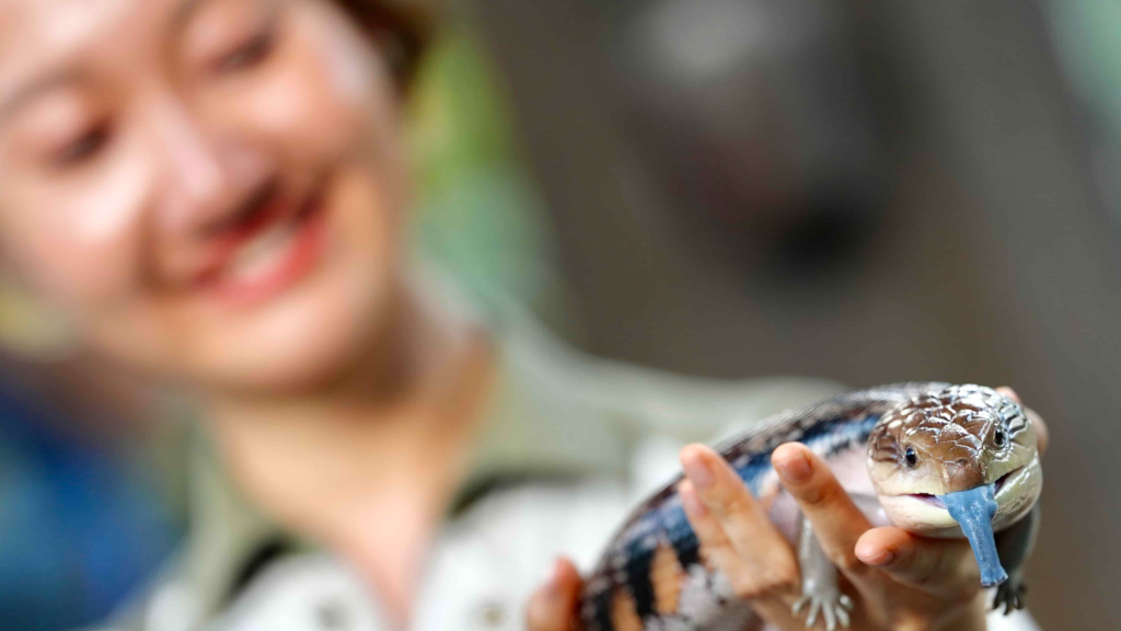 Rare reptiles debut at Ocean Park
