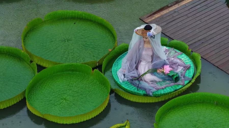 Giant water lily pads open for visitors at South China National Botanical Garden