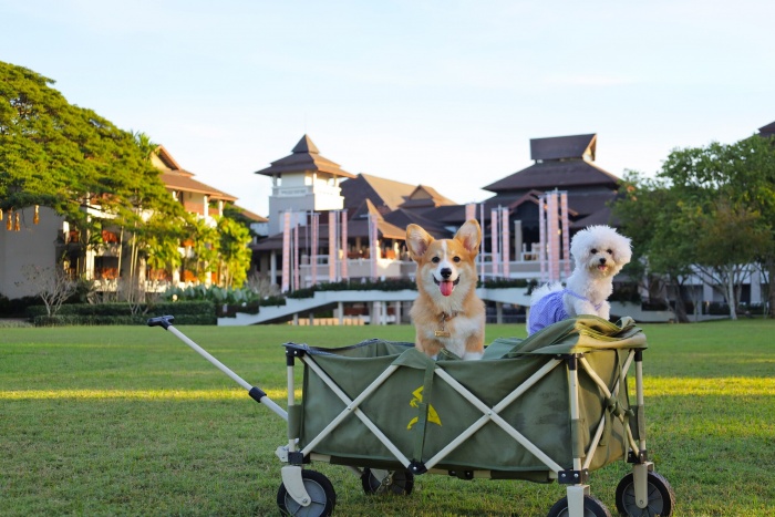MARRIOTT BONVOY INVITES PET PARENTS AND THEIR FURRY COMPANIONS TO ENJOY PET-FRIENDLY ESCAPES | News