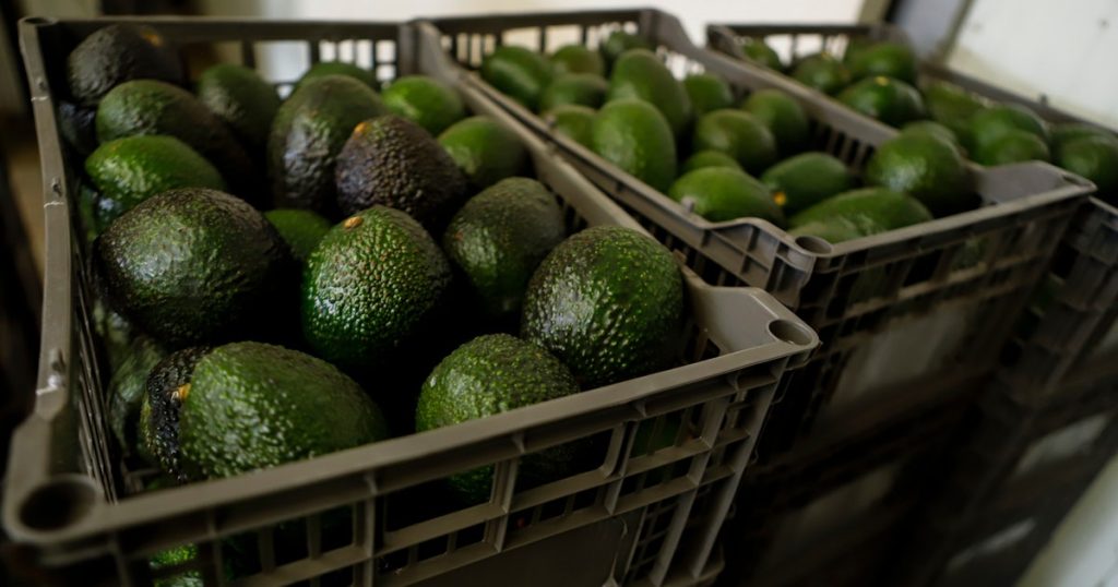 U.S. Suspends Avocado Inspections in Mexican State of Michoacan Due to Threat