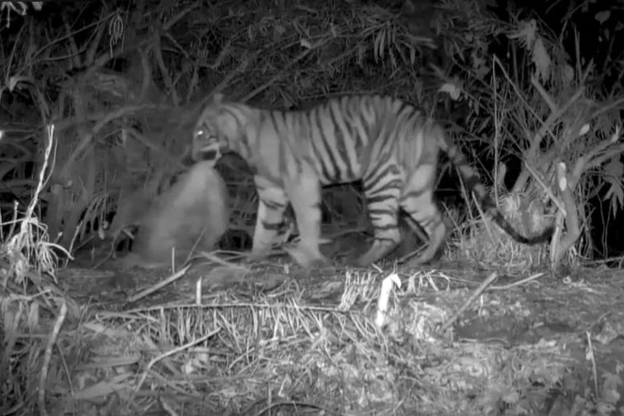 Bangkok Post – Tiger attack sparks safety review