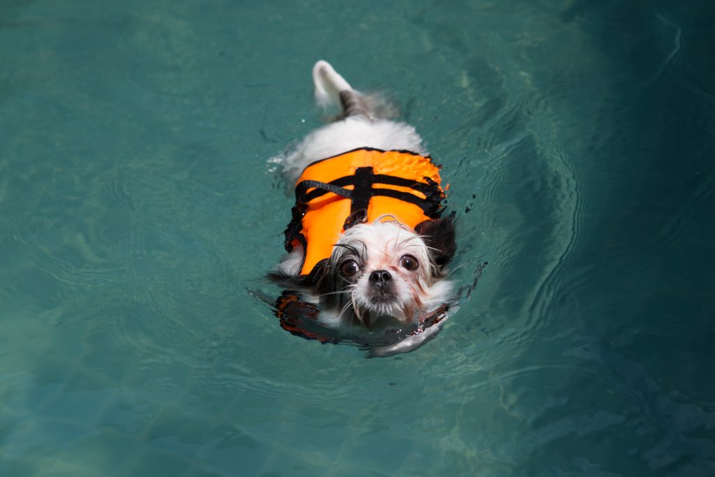 Bangkok’s Barkyard: A Community-Focused Dog Sanctuary