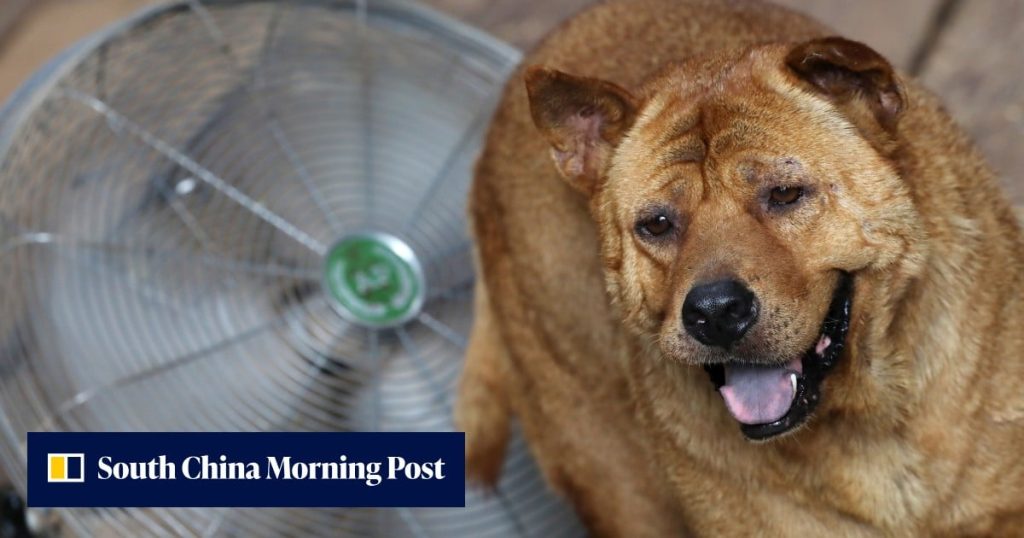 Want to keep a big dog in Hong Kong? Experts share what you should know