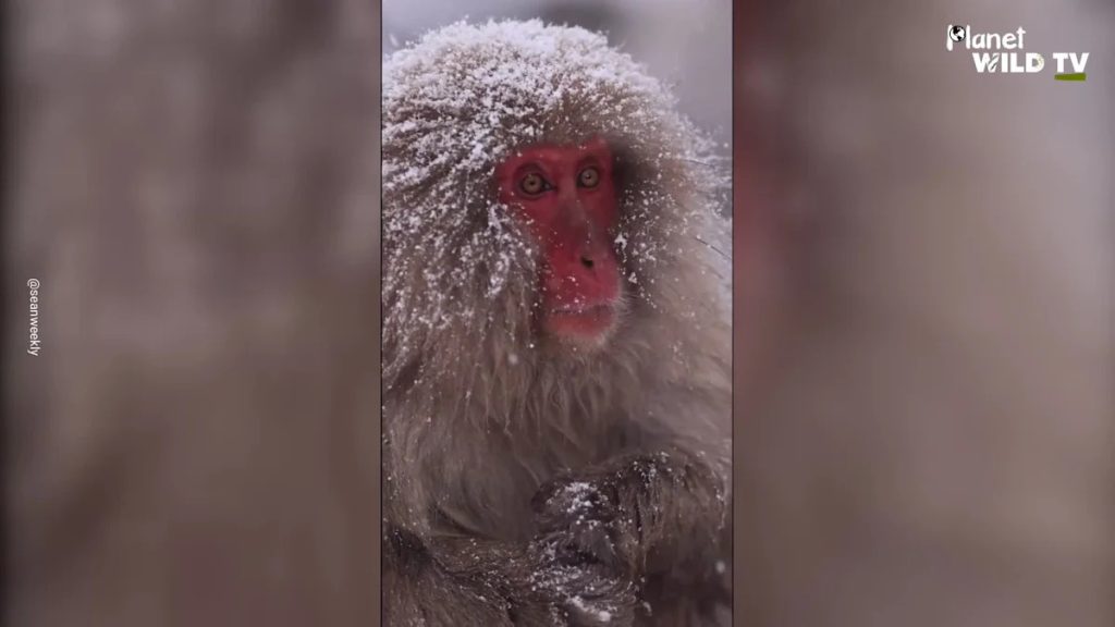 Japan’s Famous Snow Monkeys Enjoy Steamy Hot Springs