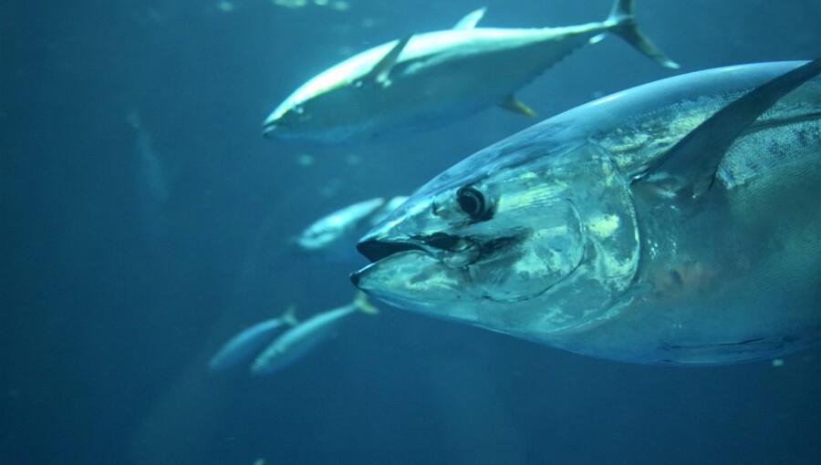 bne IntelliNews – Japan wins deal to raise Pacific bluefin tuna quotas