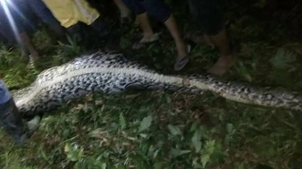 Man walking home in Indonesia found dead inside 23-foot python