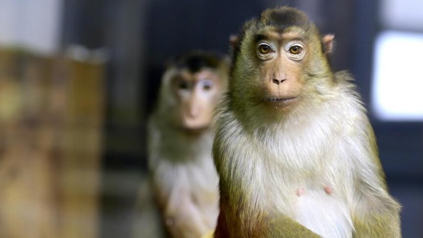 Wild monkey captured in Indonesia after injuring 17 people